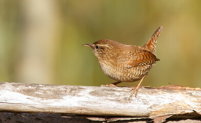 Eurasian wren, Troglodytes troglodytes. Little bird looking for food