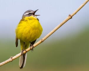 Western yellow wagtail, Motacilla flava. The bird sings sitting on a thin twig.