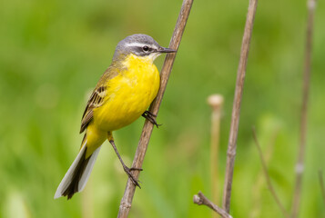 Western yellow wagtail, Motacilla flava. The bird sits on the stem of a dry plant