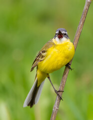 Western yellow wagtail, Motacilla flava. The bird sings sitting on a thin twig.