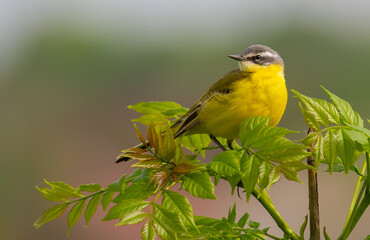 Western yellow wagtail, Motacilla flava. The bird sits on top of a young tree.