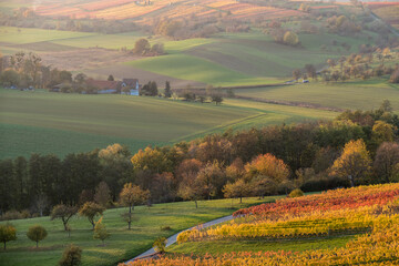 Weinberge im Herbst mit buntem Weinlaub