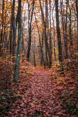 Beautiful pathway of November fallen leaves. Ukraine 2020