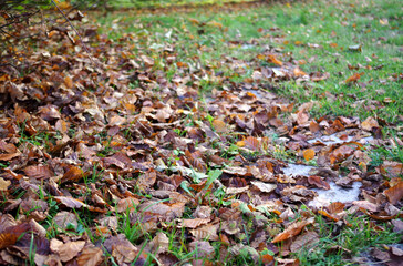 Tapis de feuilles mortes