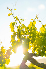 Obraz premium Vineyard, Laguardia, Alava, Basque Country, Spain, Europe