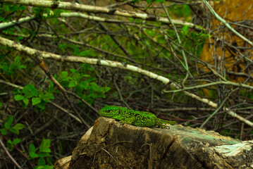 green lizard resting basking in the sun on a stump in the forest