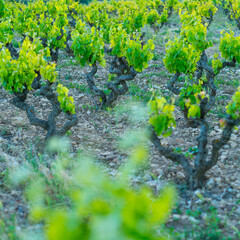 Vineyard, Laguardia, Alava, Basque Country, Spain, Europe