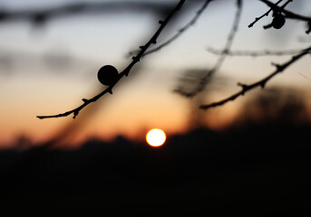 
blackthorn bush in the sunset
