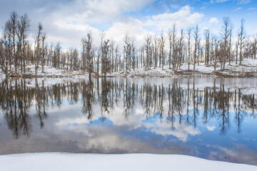 Obraz premium forest with heavy snow reflection on Lake, snow and lake