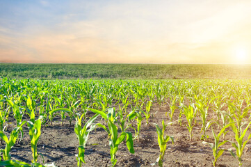 Beautiful morning sunrise over the cornfield, a green corn field in agricultural garden and light shines sunset in the Morning Mountain background