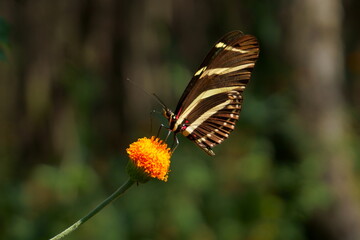 La mariposa se está alimentando de la flor anaranjada.
