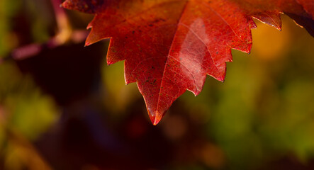 Fototapeta premium Vineyards in the autumn with red foliage. Macro photography of a leaf covered with dew. Selective focus. Transition of the vine to wintering. Wine-making.