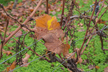 welkes weinlaub im wingert