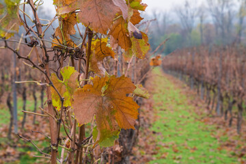 welkes weinlaub im wingert