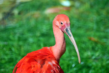 Beautiful Red Bird Eudocimus Ruber Close Up Portrait
