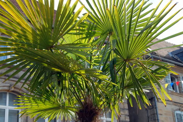 Fototapeta premium Ville de Saint-Avold, façades d'habitation et palmier en premier plan, département de Moselle, France 