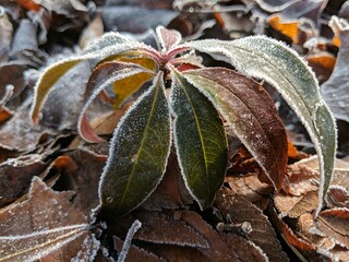 plant coated in morning frost