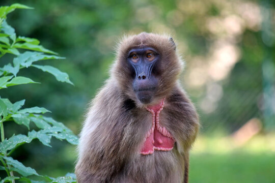 Gelada Baboon Theropithecus Gelada Close Up Portrait