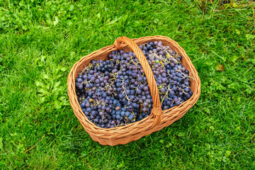 Wicker basket with black grapes on the garden grass top view.