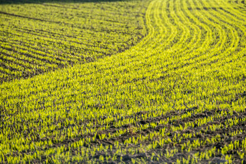 Hügellige Agrarlandschaft im Herbst