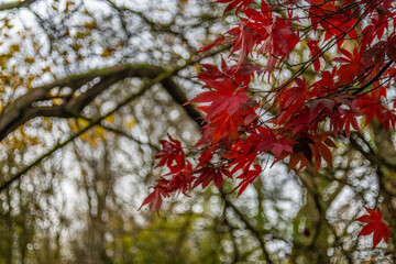 Japanese Maple Acer Leaves in Autumn read autumn leaves
