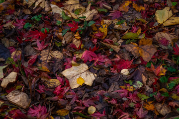 Fallen Autumn Leaves on Woodland Floor with water droplets
