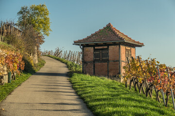 Weinanbau im Herbst