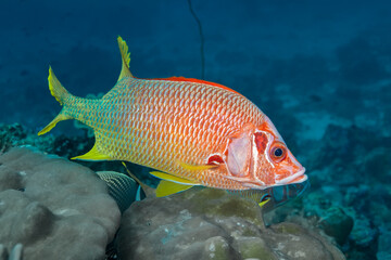 A bright red fish with large eyes (Adioryx spinifer) swims above the coral. The dorsal fin is red,...