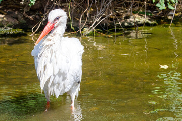 stork standing in the water of a pond