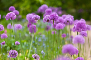 Summer Garden