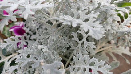 Fiori, margherite, dente di leone, orchidee, rose, stella di natale