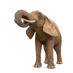 elephant is drinking in white background