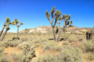 sunny afternoon at Joshua tree national park