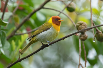 Ave da floresta atlântica. SAÍRA-FERRUGEM - Hemithraupis ruficapilla - Macho