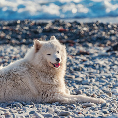 Obraz premium White dog on the seashore at sunset.