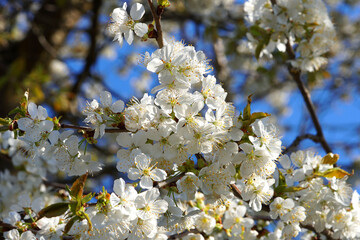 Springtime - nature awakens
