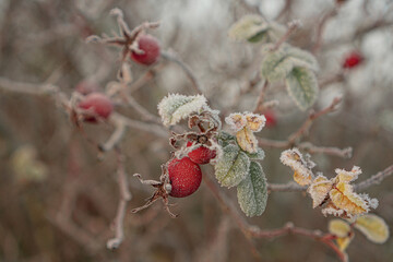 red berries on a branch