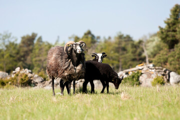 Black sheep. The Gute (Gutefår) is a landrace-based breed of domestic sheep native to the Swedish...