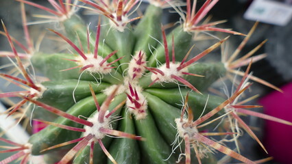 piante grasse