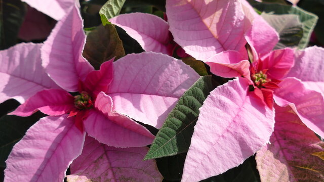 Fiori, margherite, stelle di natale, roselline, rose, orchidee