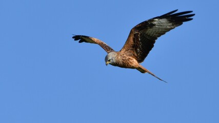 Red Kite, Oxfordshire