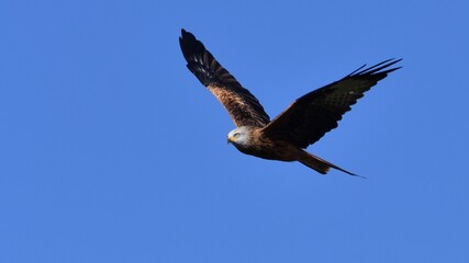 Red Kite, Oxfordshire