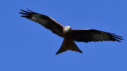 Red Kite, Oxfordshire
