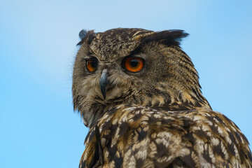 Portrait eines Uhus