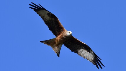 Red Kite, Oxfordshire