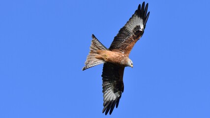 Red Kite, Oxfordshire