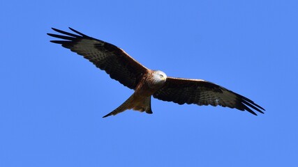 Red Kite, Oxfordshire