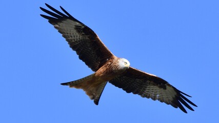 Obraz premium Red Kite, Oxfordshire