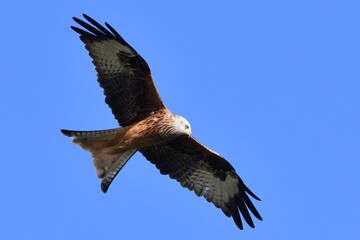 Red Kite, Oxfordshire