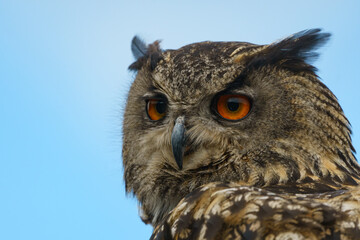 Portrait eines Uhus
